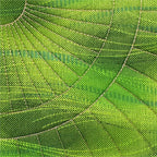 Westalee Design Spinning Waves Template #8